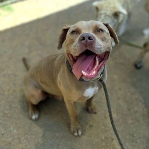 CHEERIO Pit Bull Terrier Dog
