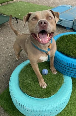 I WAS FOUND AT 5800 BLK CHERRY AVE LONG BEACH CA 90815 IN LONG BEACHMy adoption evaluation date is 