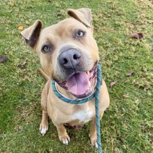 I WAS FOUND AT 10700 BLK ARTESIA BLVD CERRITOS CA 90703 IN CERRITOSMy adoptio
