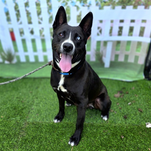 BUDDY, an adoptable Border Collie, Bullmastiff in Long Beach, CA, 90815 | Photo Image 1