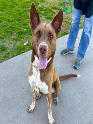 I WAS FOUND AT 2600 BLOCK STUDEBAKER RD LONG BEACH CA IN LONG BEACHMy adoption evaluation date is 