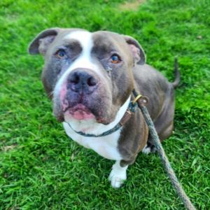 I WAS FOUND AT 6900 BLK CHERRY AVE LB 90805 IN LONG BEACHMy adoption evaluation date is 02252025