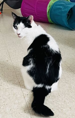 Lacey, Young Female Domestic Short Hair