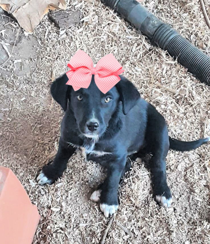 Lab, Border, Collie pups female