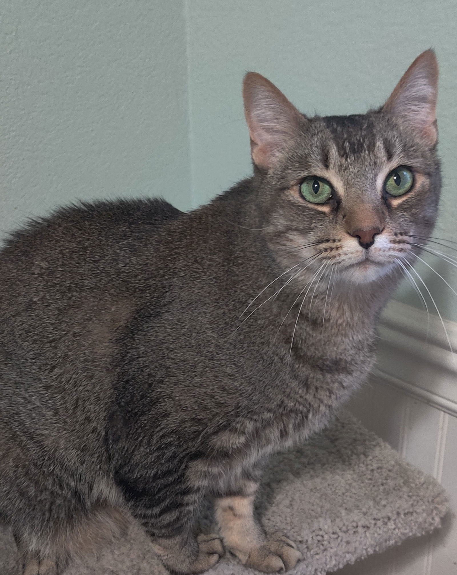 Killigan, an adoptable Abyssinian, Tabby in Mesa, AZ, 85277 | Photo Image 1