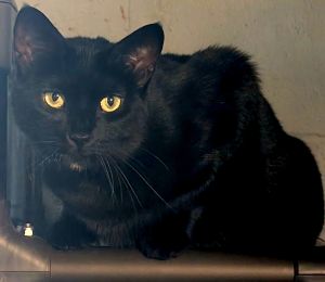 Edweena, Adult Female Domestic Short Hair