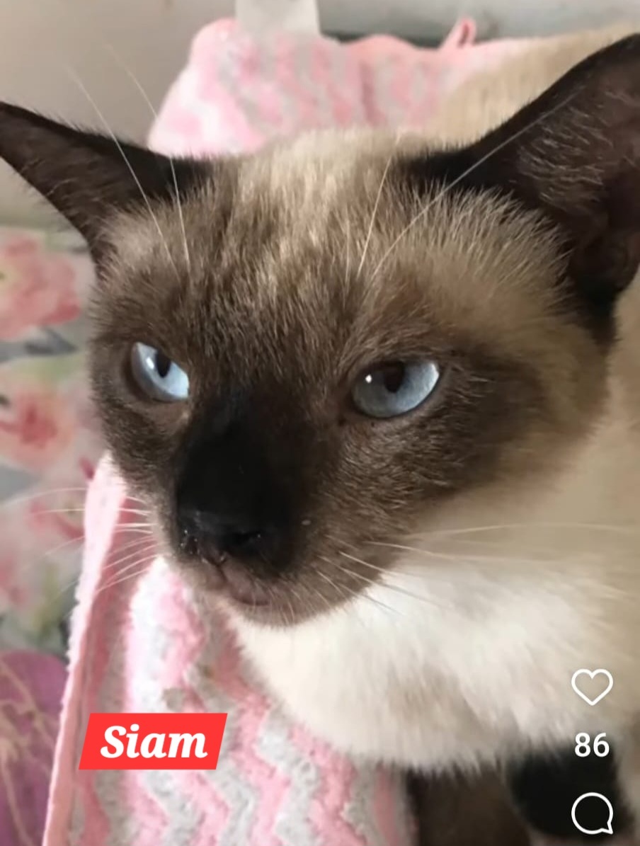 Siam