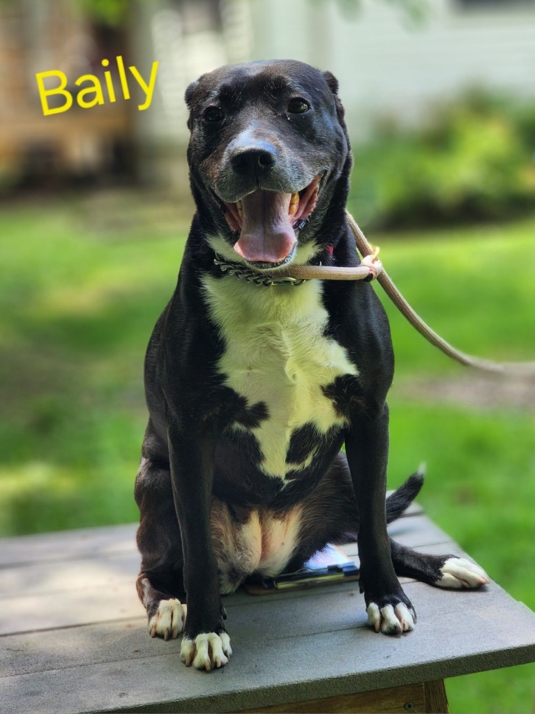 Bailey