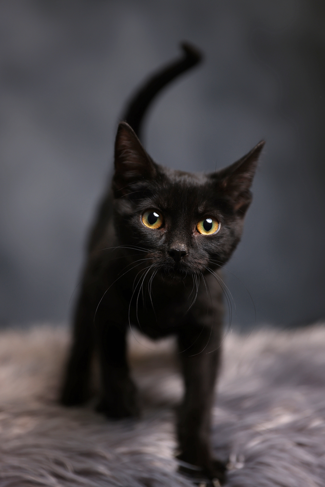 Juniper