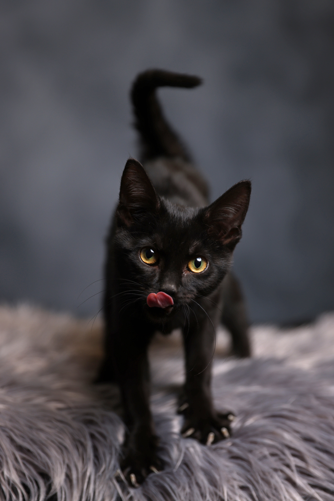 Juniper