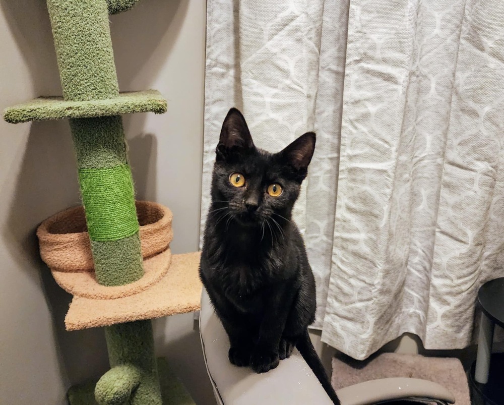 Juniper
