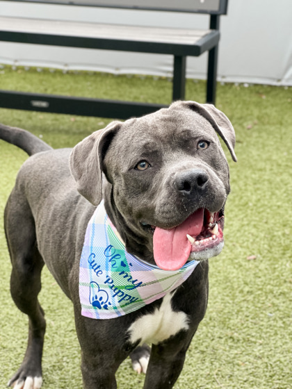 Blue (at PetSuites Westfield)