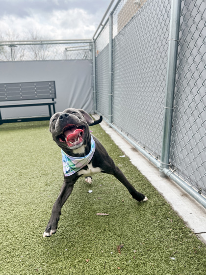 Blue (at PetSuites Westfield)