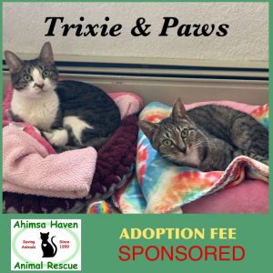 Paws & Trixie, Senior Female unknown