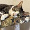 Paws & Trixie photo 3
