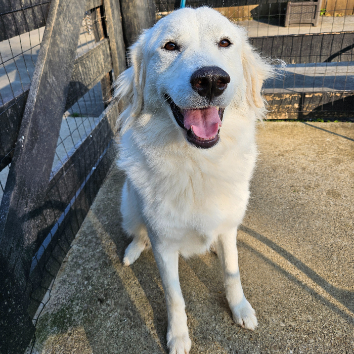 Riley, an adoptable Great Pyrenees, Akbash in Louisville, KY, 40206 | Photo Image 1