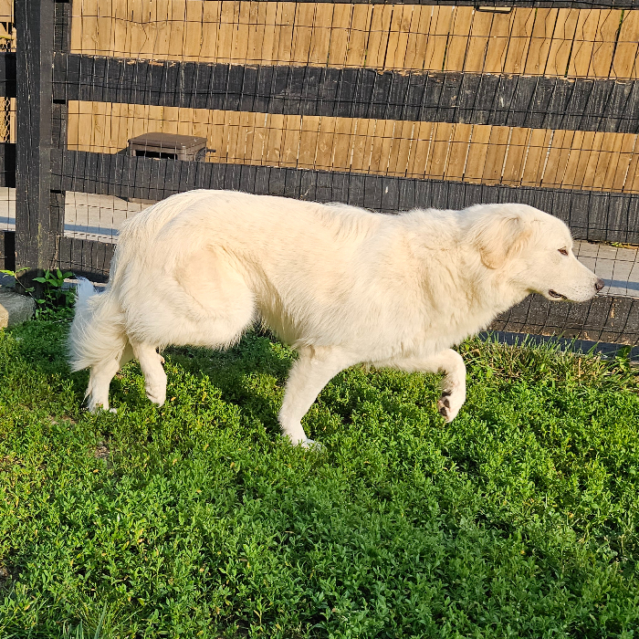 Riley, an adoptable Great Pyrenees, Akbash in Louisville, KY, 40206 | Photo Image 2