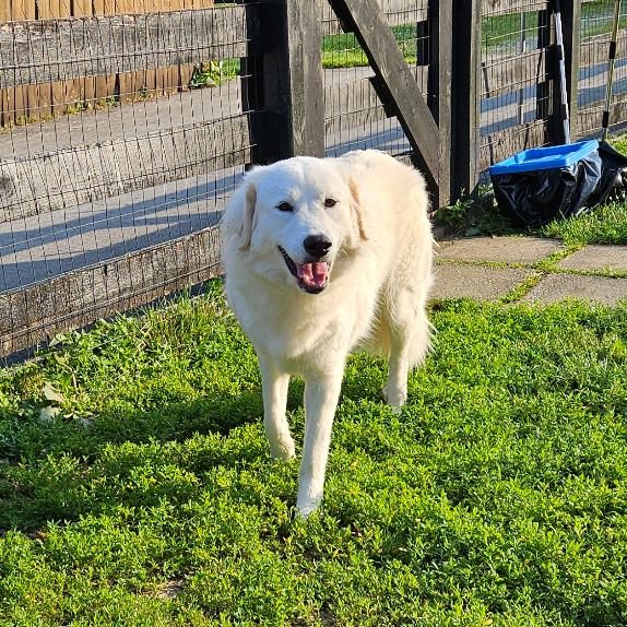 Riley, an adoptable Great Pyrenees, Akbash in Louisville, KY, 40206 | Photo Image 3