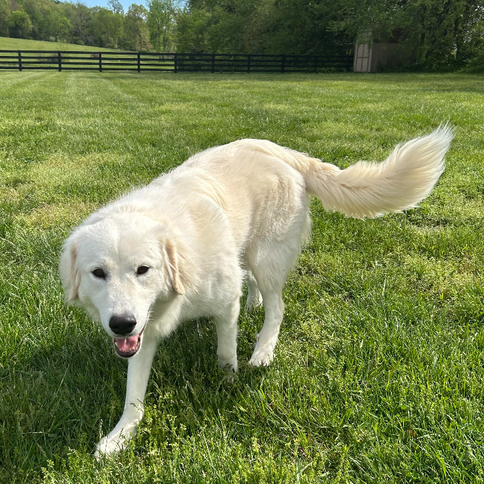 Riley, an adoptable Great Pyrenees, Akbash in Louisville, KY, 40206 | Photo Image 4