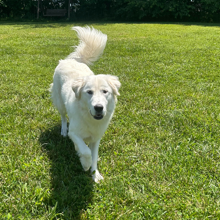Maria, an adoptable Great Pyrenees, Akbash in Louisville, KY, 40206 | Photo Image 1