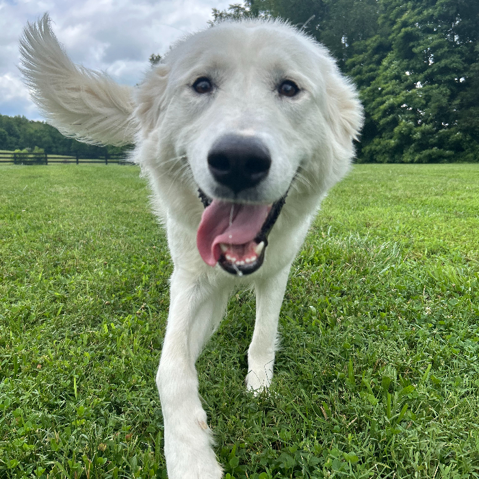 Maria, an adoptable Great Pyrenees, Akbash in Louisville, KY, 40206 | Photo Image 1