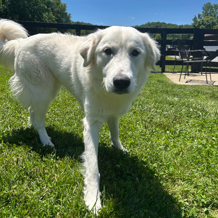 Maria, an adoptable Great Pyrenees, Akbash in Louisville, KY, 40206 | Photo Image 2
