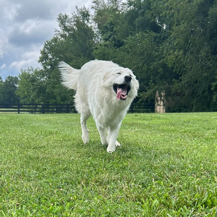 Maria, an adoptable Great Pyrenees, Akbash in Louisville, KY, 40206 | Photo Image 2