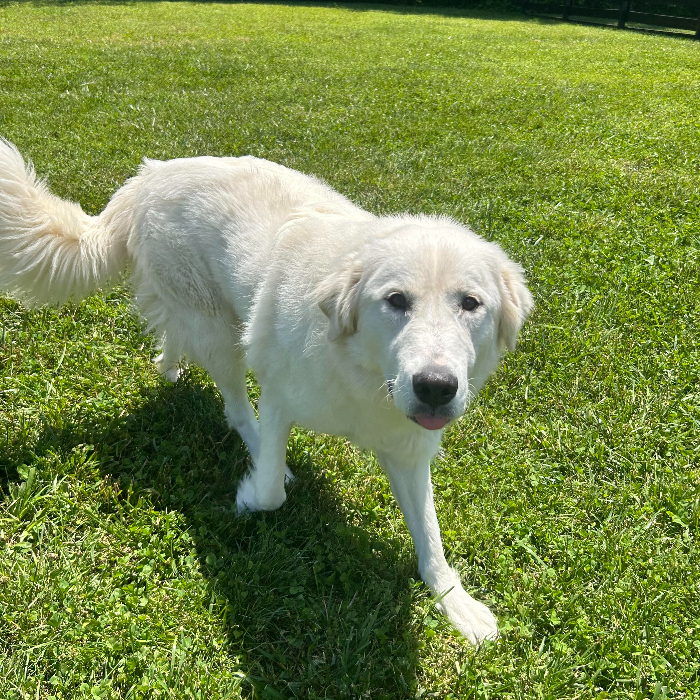 Maria, an adoptable Great Pyrenees, Akbash in Louisville, KY, 40206 | Photo Image 3