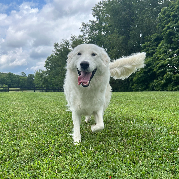 Maria, an adoptable Great Pyrenees, Akbash in Louisville, KY, 40206 | Photo Image 3