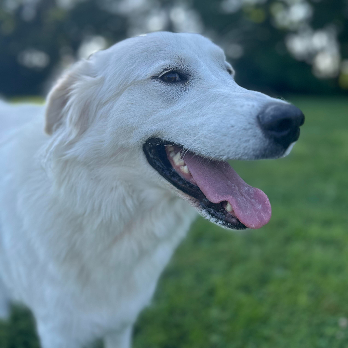 Maria, an adoptable Great Pyrenees, Akbash in Louisville, KY, 40206 | Photo Image 5
