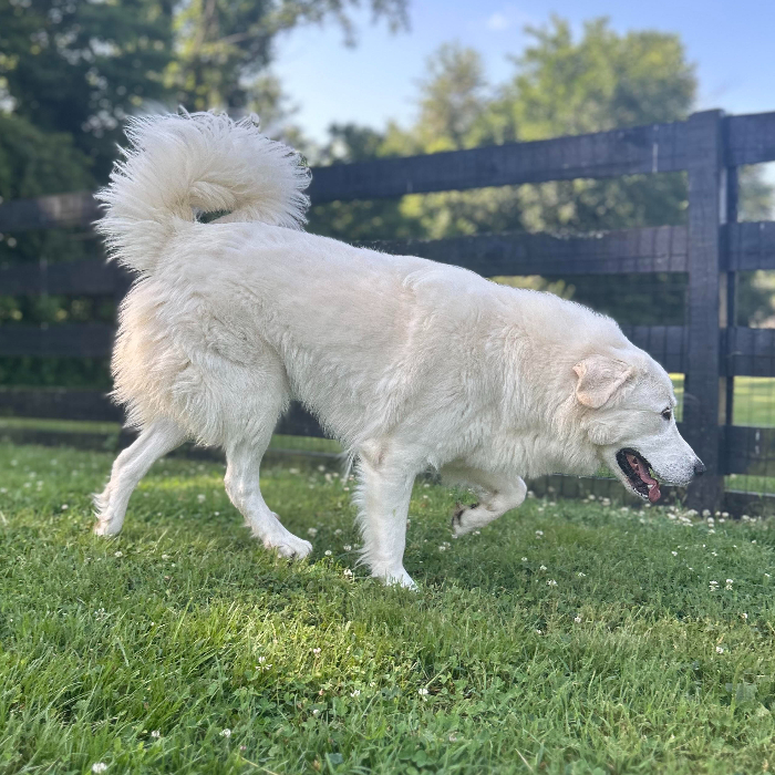 Maria, an adoptable Great Pyrenees, Akbash in Louisville, KY, 40206 | Photo Image 6