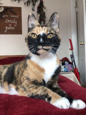 Kallie, Senior Female Domestic Short Hair
