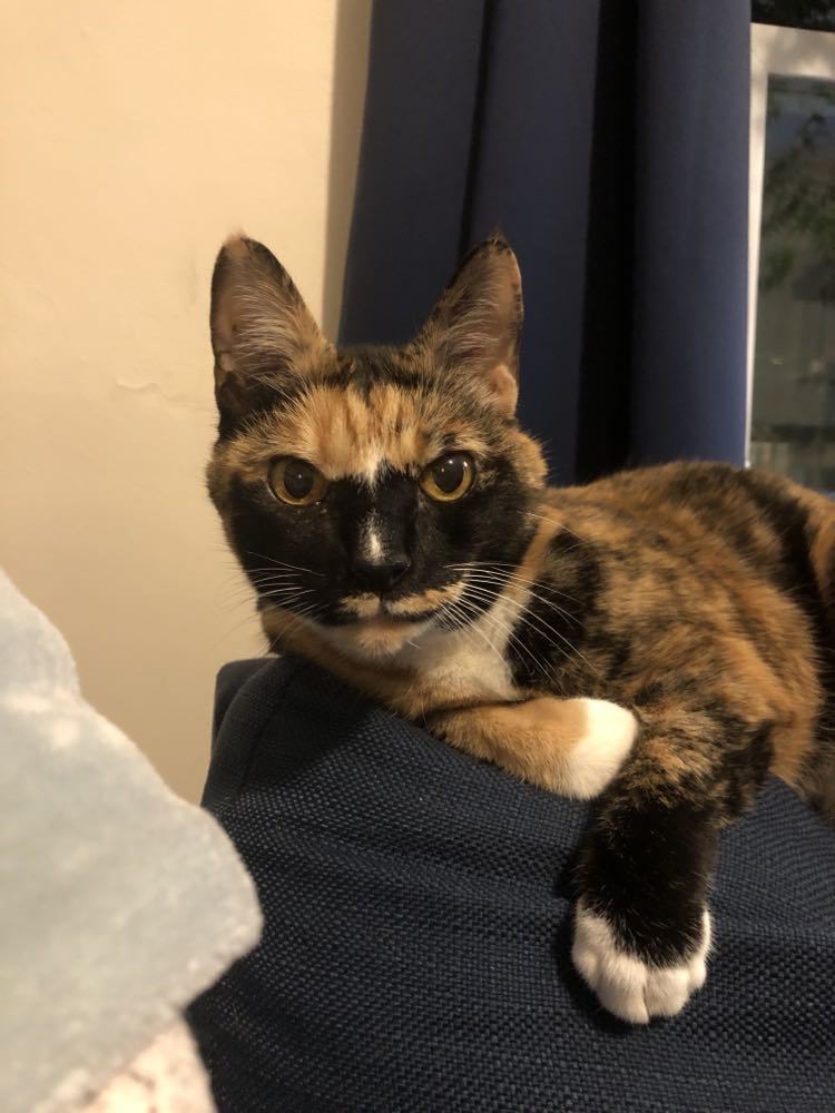 Kallie, an adoptable Domestic Short Hair in Gonic, NH, 03839 | Photo Image 2