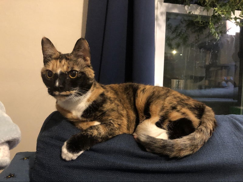 Kallie, an adoptable Domestic Short Hair in Gonic, NH, 03839 | Photo Image 3