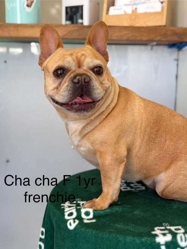 Cha Cha #8891