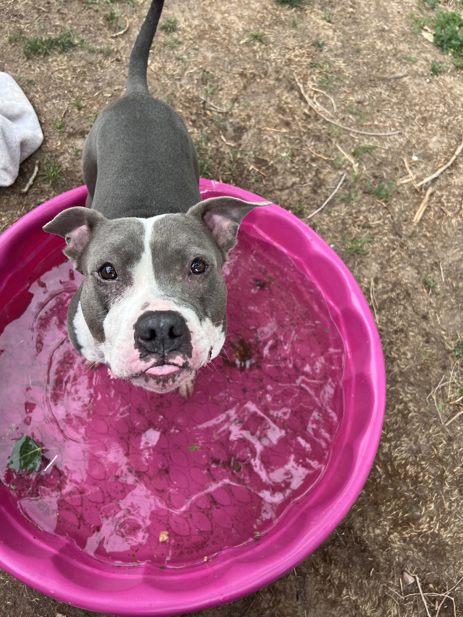 Luna, an adoptable Pit Bull Terrier in Fort Collins, CO, 80524 | Photo Image 1