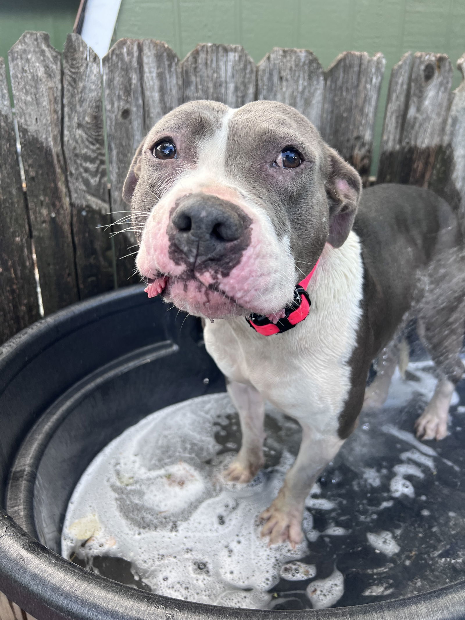 Luna, an adoptable Pit Bull Terrier in Fort Collins, CO, 80524 | Photo Image 2