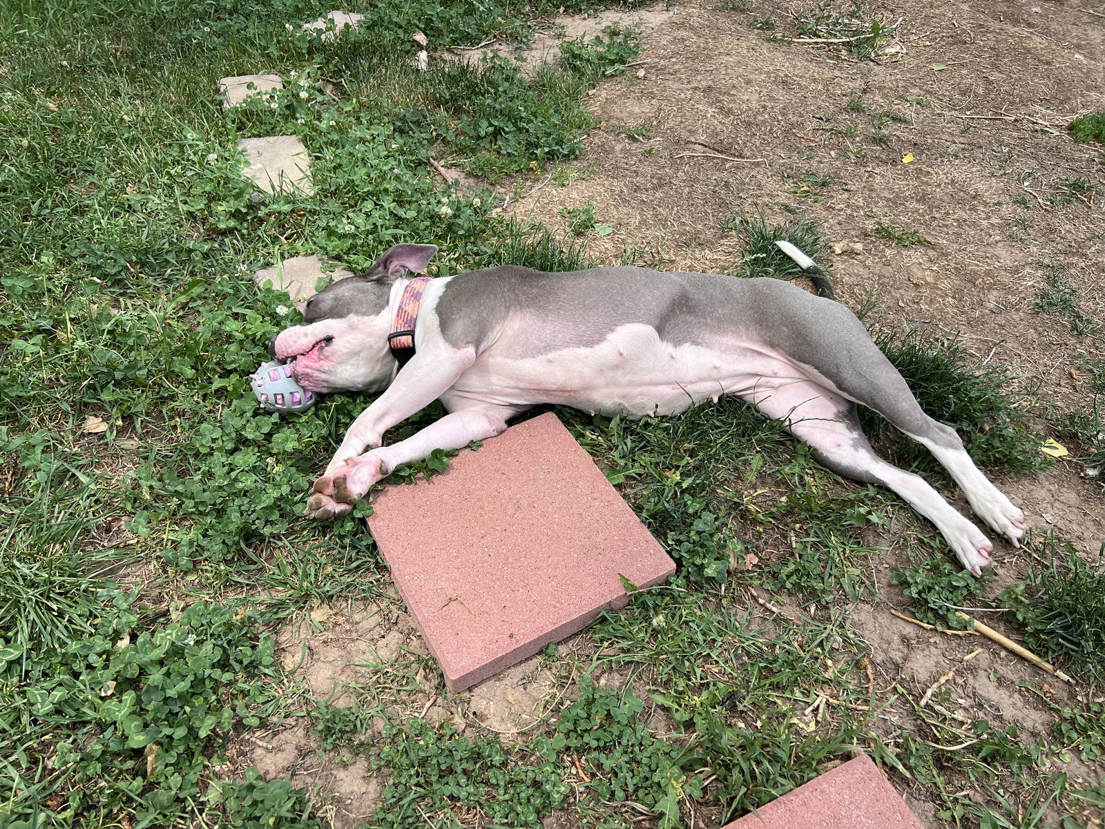 Luna, an adoptable Pit Bull Terrier in Fort Collins, CO, 80524 | Photo Image 3