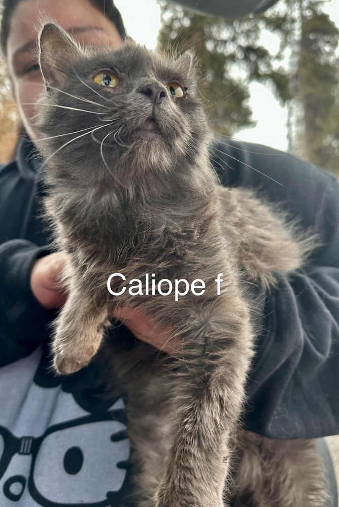 Caliope, an adoptable Domestic Medium Hair in Bend, OR, 97701 | Photo Image 1
