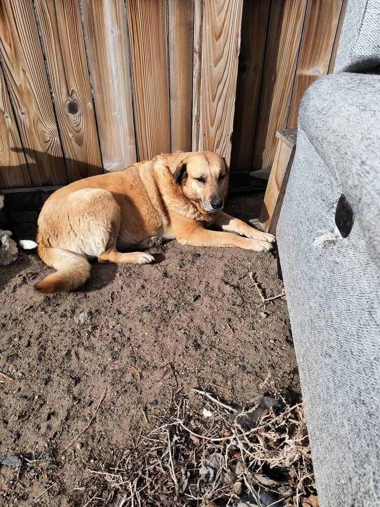 Sheila, an adoptable Anatolian Shepherd in Bend, OR, 97701 | Photo Image 1