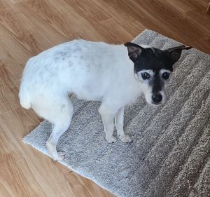 Photo of Ginger