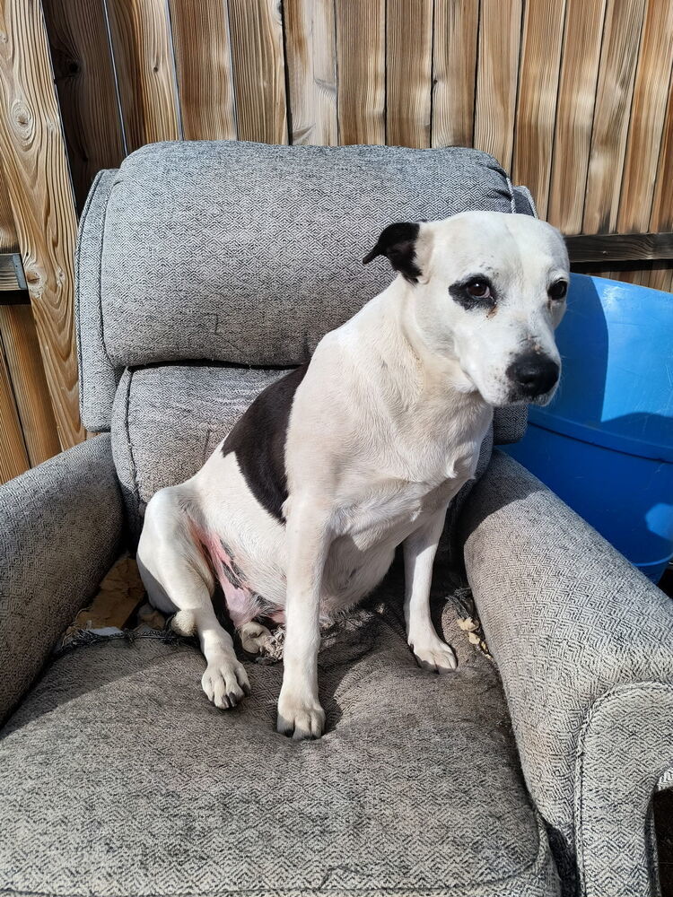 Star, an adoptable Pit Bull Terrier in Bend, OR, 97701 | Photo Image 1