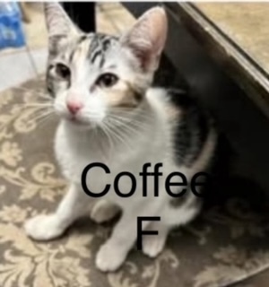 Coffee, an adoptable Domestic Short Hair in Bend, OR, 97701 | Photo Image 1