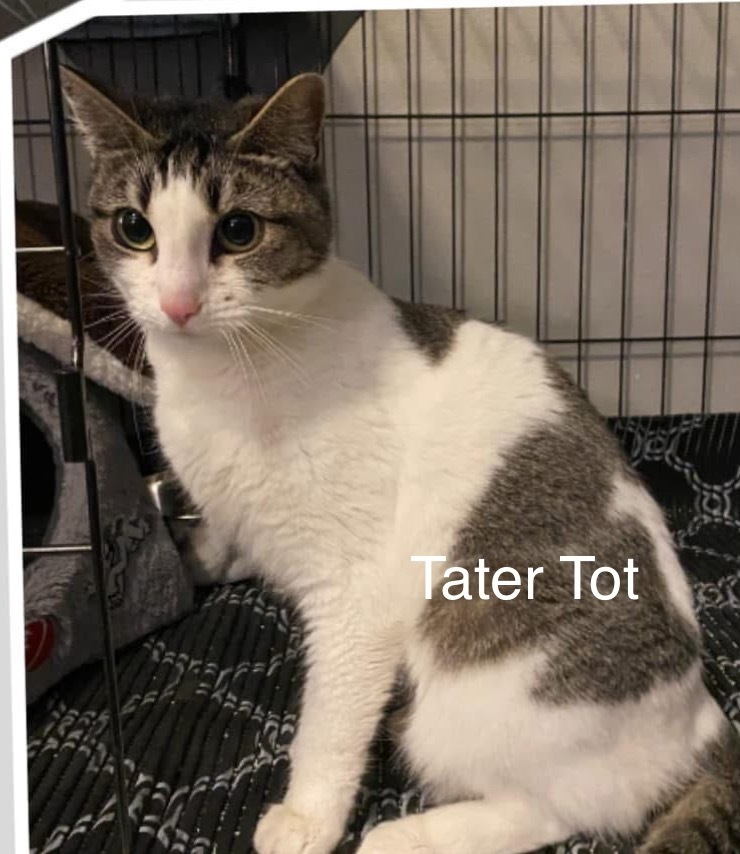 Tater Tot, an adoptable Domestic Short Hair in Bend, OR, 97701 | Photo Image 1