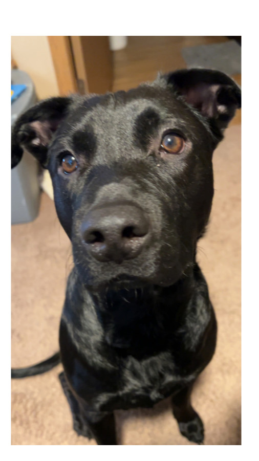 Koda (Pistol), an adoptable Mixed Breed in Rapid City, SD, 57702 | Photo Image 1