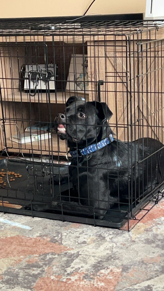 Koda (Pistol), an adoptable Mixed Breed in Rapid City, SD, 57702 | Photo Image 3
