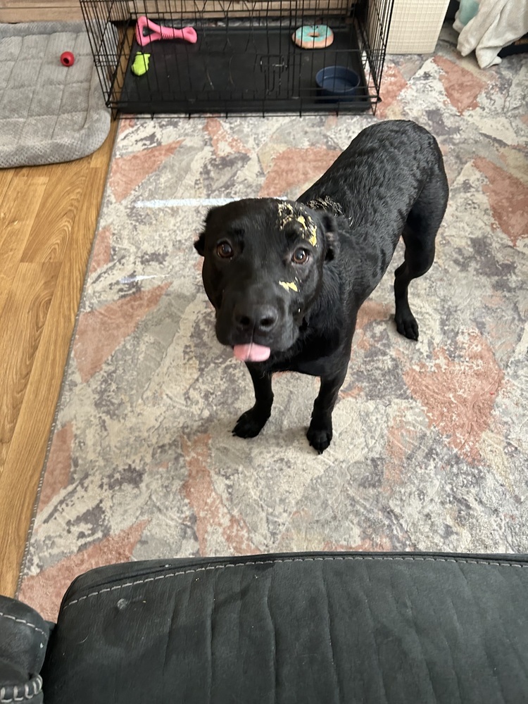 Koda (Pistol), an adoptable Mixed Breed in Rapid City, SD, 57702 | Photo Image 4