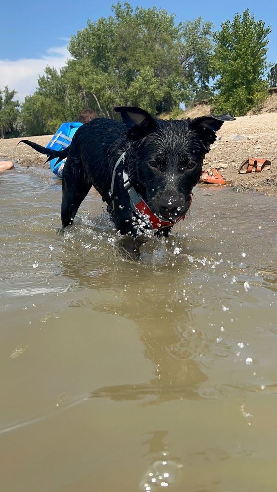 Koda (Pistol), an adoptable Mixed Breed in Rapid City, SD, 57702 | Photo Image 6