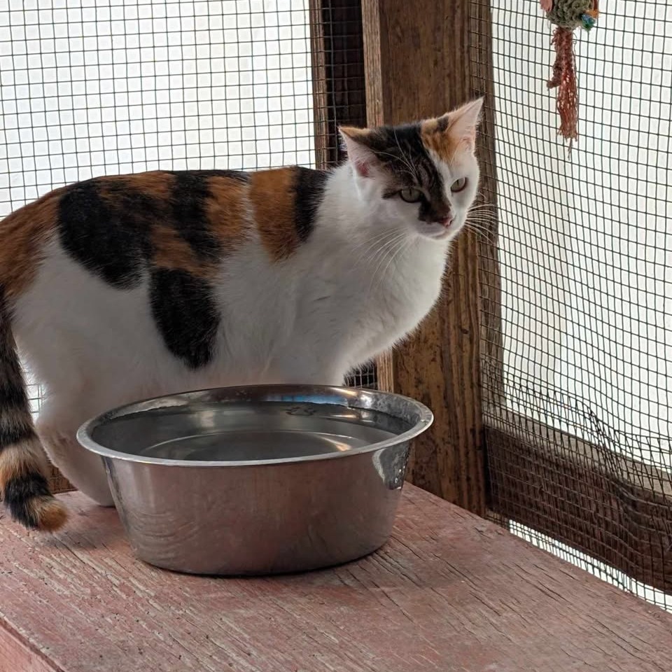 Patty (bonded with Bertie)