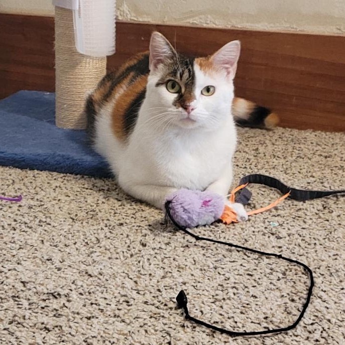 Patty (bonded with Bertie)